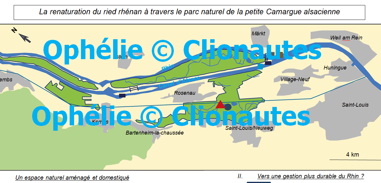 La renaturation du ried rhénan à travers la petite Camargue alsacienne